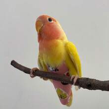 1 bộ đai giữ tã cho vẹt, phụ kiện cho vẹt, đồ dùng cho vẹt (mẫu ngẫu nhiên) - Xem 1