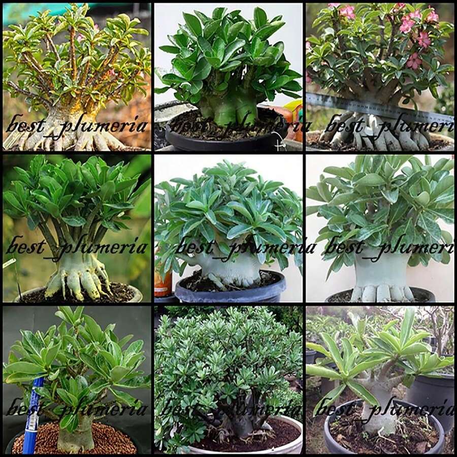 Adenium Arabicum Mixed 9 TYPES 200 | SHEIN USA