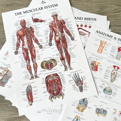 肌肉系统解剖图 - 无框人体肌肉解剖海报，适用于健身和锻炼教育贴纸