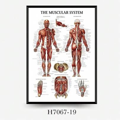 肌肉系统解剖图 - 无框人体肌肉解剖海报，适用于健身和运动教育贴纸
