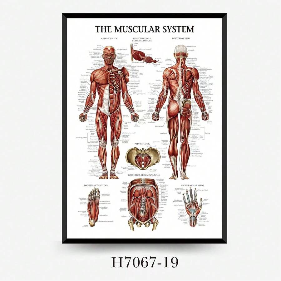 肌肉系统解剖图 - 无框人体肌肉解剖海报，适用于健身和运动教育贴纸 - A - 查看 1
