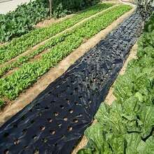 1片带种植孔的塑料薄膜，花园控制屏障膜，透气性好，适用于园艺、农业、景观美化，可保持土壤湿度和温度。 - A - 查看 4