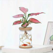 2个塑料水培花盆，仿玻璃小花盆，带塑料盖 - 新款 - 查看 4