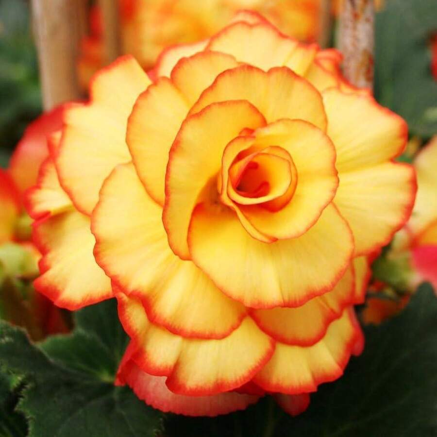 279 Autumn Camellia - Easy To Plant - Outdoor Garden Flower - 279 - Xem 1