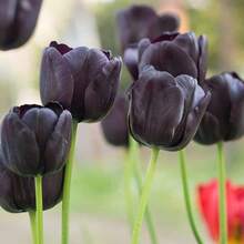 Fresh Flowers - 10 Seeds - View 2