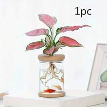 2个塑料水培花盆，仿玻璃小花盆，带塑料盖 - 新款 - 查看 12