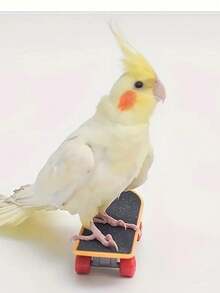 1pc Bird Toy, Bird Training Toy, Parrot Skateboard - View 1