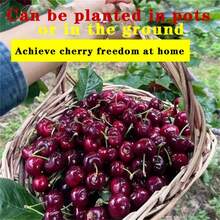 Black Cherry Landscape Tree Flowers And Fruits Very Easy To Care Ling  Ready To Plant (1 Cherry Tree L)Only - 1 cây anh đào con ba năm tuổi - Xem 2