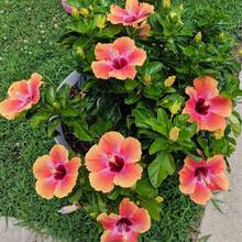 30+ Hibiscus  Planting - Colorful Perennial Flower  Growing In Home Garden - 30 - View 5
