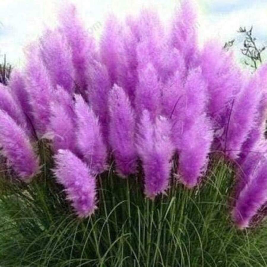 - 1000 Purple Pampas Grass Perennial Flowering - Variant 1 - View 1