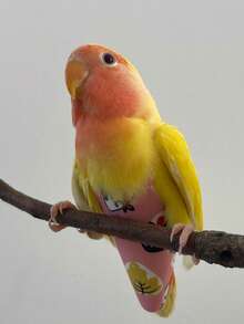 1 bộ đai giữ tã cho vẹt, phụ kiện cho vẹt, đồ dùng cho vẹt (mẫu ngẫu nhiên) - Xem 6