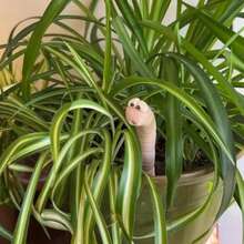 Cute & Interesting Desire Bug Potted Plant Humidity Meter - Color Changing Soil Moisture Indicator - Adorable & Practical Plant Care Accessory - Set - View 10