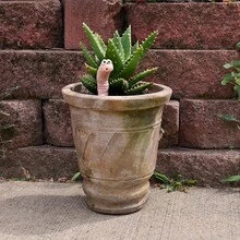 Cute & Interesting Desire Bug Potted Plant Humidity Meter - Color Changing Soil Moisture Indicator - Adorable & Practical Plant Care Accessory - Set - View 5