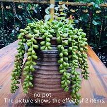 1pc/4pcs Artificial Succulent Hanging Fern Plant With Faux Pearl Beads, Suitable For Wall, Home, Garden, Outdoor Decor (Planter Not Included). Faux Pearl Hanging Fern, Ideal For Home, Garden Decor, Birthday, Graduation Gift. - Multicolor - View 4