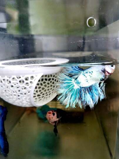 水族箱漂浮鱼屋，小型喂鱼圈，适合斗鱼、孔雀鱼和金鱼等小型鱼类栖息和躲藏，适用于水族箱/池塘生态系统，水族箱隐藏式喂食装饰配件