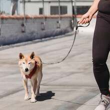 1.2m Metal Chain Leash Suitable For Small & Medium Pets, Cats & Dogs - Black - View 2