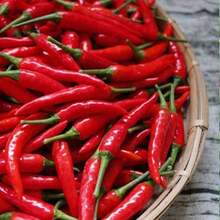 High-Yield Chili Plants S, Super Spicy Early-Maturing Chili Plants S, Balcony Potted Plants, Four Seasons Sowing 100 Plants S, Farm Garden Vegetable Plants S  Blooms All Year Round. Quick Germination, Limited Quantity, First Come First Served, With Magic - 300粒種子 - 查看 6