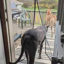 Cửa lưới từ tính tự đóng kín không mối nối – Rào chắn muỗi hiệu quả, an toàn cho trẻ em và thú cưng, đóng mở không cần dùng tay, màn chống muỗi cho cửa sổ. - đen - Xem 5