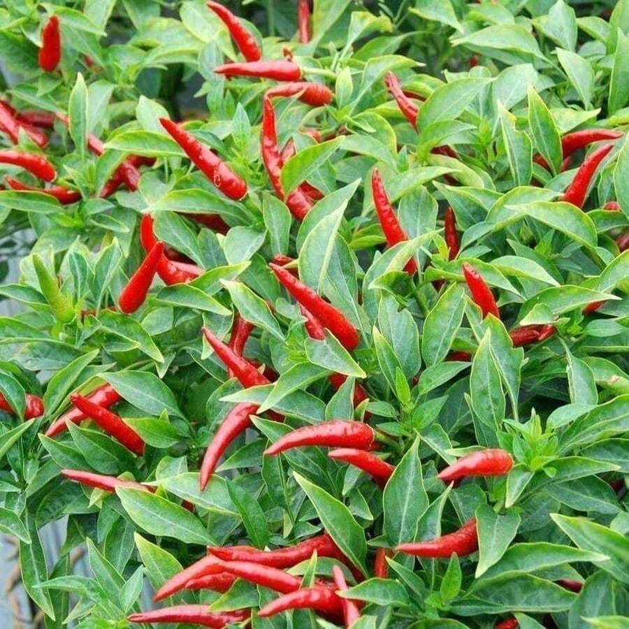 High-Yield Chili Plants S, Super Spicy Early-Maturing Chili Plants S, Balcony Potted Plants, Four Seasons Sowing 100 Plants S, Farm Garden Vegetable Plants S Blooms All Year Round. Quick Germination, Limited Quantity, First Come First Served, With Magic - 300粒種子 - 查看 1