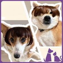 Pet Cat Wig With Bangs - Multicolor - View 6