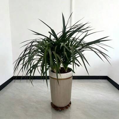 2个30英寸圆形木制植物推车，承重170磅，大型盆栽植物架，带锁定轮，圆形重型植物推车，适用于室内外，木制滚动式花盆推车，理想的园艺助手