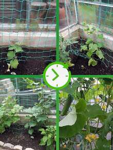 重型园艺支架网，适用于黄瓜、藤蔓、水果和蔬菜（如番茄）植物，带植物夹的攀援植物支架，适用于庭院和花园，是黄瓜、番茄、蔬菜、水果、四季豆和其他户外攀援植物的园艺用品，重型园艺网带植物夹，黄瓜和番茄植物网，水果和蔬菜种植网，植物架，高架花坛，户外植物架 - 彩色 - 查看 2