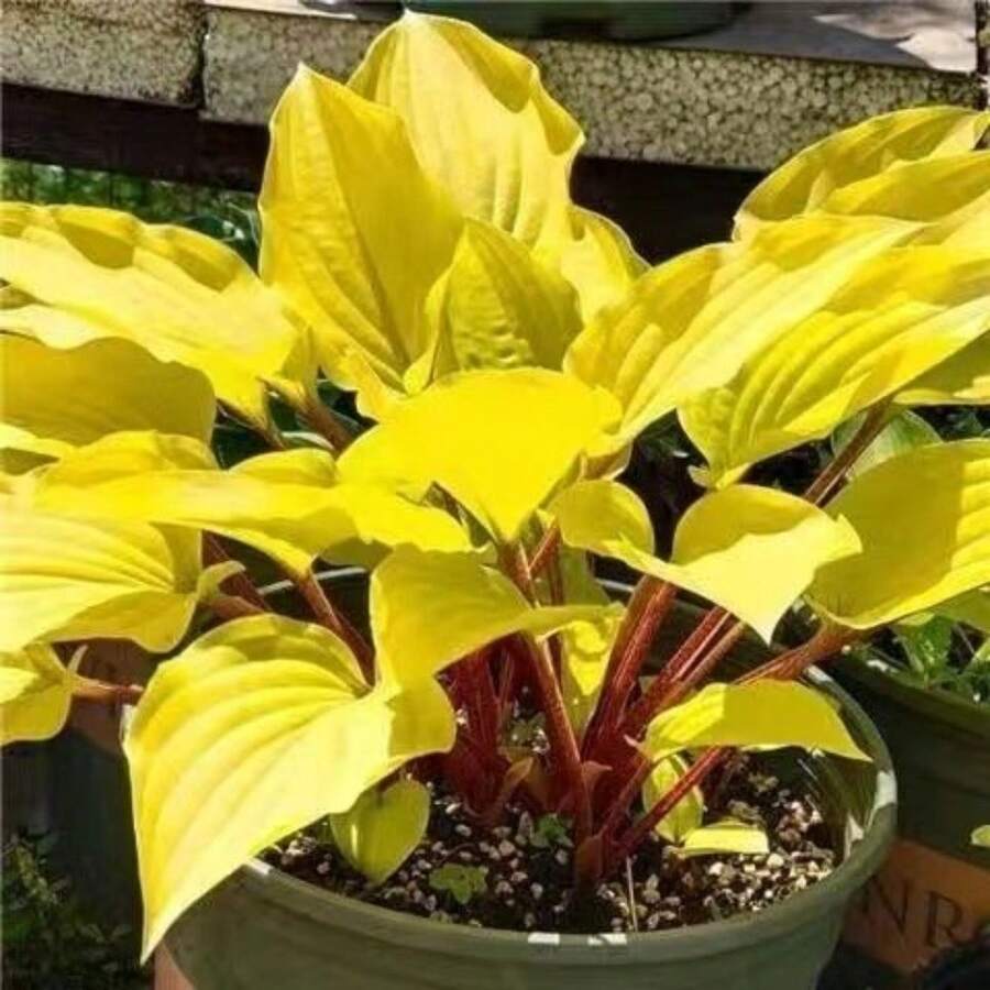 Rare Pcs Golden Hosta Shade Tolerant Perennial Plant Suitable Indoor And Outdoor Decoration On Valentine's Day,, Easter, Thanksgiving, Cold-Resistant And Suitable All Seasons, Suitable Gardens, Home Gardens, Flower Pots And Courtyards - Gardening Gifts - - Holiday Flowers - Celebration Flowers - - 100 件 - 查看 1