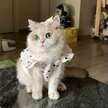 Mũ dễ thương cho mèo/chó cưng, mũ đội đầu ngộ nghĩnh, đồ dùng cho mèo, chó nhỏ, quần áo cho mèo, mũ đội đầu mềm mại cho thú cưng nhỏ, phù hợp cho mèo và chó con, đồ dùng cho chó con - màu đen - Xem 3