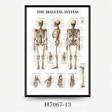 Sơ đồ giải phẫu hệ cơ, áp phích giải phẫu cơ thể người không khung, thích hợp làm nhãn dán giáo dục thể dục và luyện tập. - Một kích thước - Xem 11