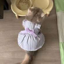 Cat Print Princess Style Ombre Fur Mesh Summer Dress For Small Dogs & Cats, Lightweight - Màu tím - Xem 4