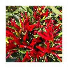 High-Yield Chili Plants S, Super Spicy Early-Maturing Chili Plants S, Balcony Potted Plants, Four Seasons Sowing 100 Plants S, Farm Garden Vegetable Plants S  Blooms All Year Round. Quick Germination, Limited Quantity, First Come First Served, With Magic - 300粒種子 - 查看 4