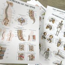 Sơ đồ giải phẫu hệ cơ, áp phích giải phẫu cơ thể người không khung, thích hợp làm nhãn dán giáo dục thể dục và luyện tập. - Một kích thước - Xem 4
