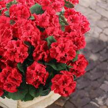 2pcs Artificial Geranium Flowers For Outdoor Decor. These Silk-Like Geranium Blooms Are UV-Resistant And Lifelike In Appearance. They Are Suitable For Outdoor Planters, Front Gardens, Patios, Balconies, Yards, And Porches. They Are Suitable For Year-Round Home And Garden Decoration. (Red) - Red - View 12