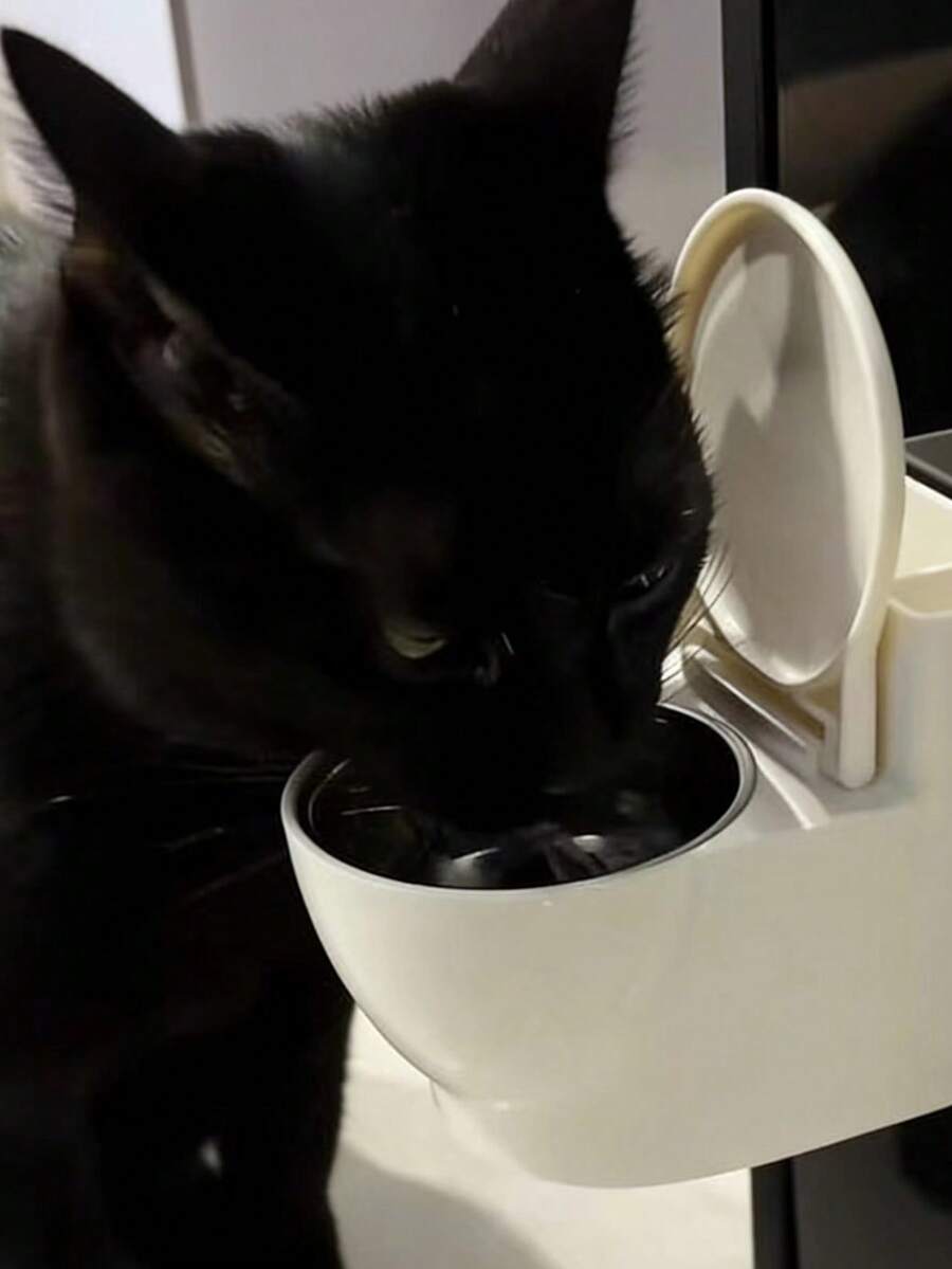 宠物饮水器，猫/狗水碗，宠物马桶，猫/狗碗，有趣的
