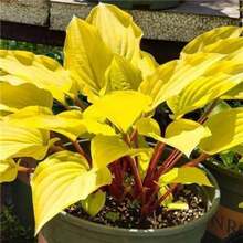 Rare Pcs Golden Hosta Shade Tolerant Perennial Plant Suitable Indoor And Outdoor Decoration On Valentine's Day,, Easter, Thanksgiving, Cold-Resistant And Suitable All Seasons, Suitable Gardens, Home Gardens, Flower Pots And Courtyards - Gardening Gifts - - Holiday Flowers - Celebration Flowers - - 100 件 - 查看 2