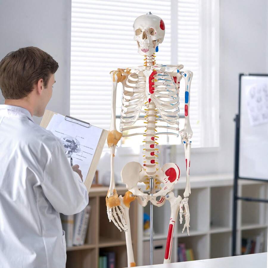 Menschliches Skelett Modell für Anatomie, 182 cm Lebensgröße, Genaues PVC Anatomie Skelett Modell mit Bändern, Beweglichen Armen, Beinen & Kiefer, mit Muskelursprung & Insertionspunkten - 1-teilig, 180 cm - Übersicht 1