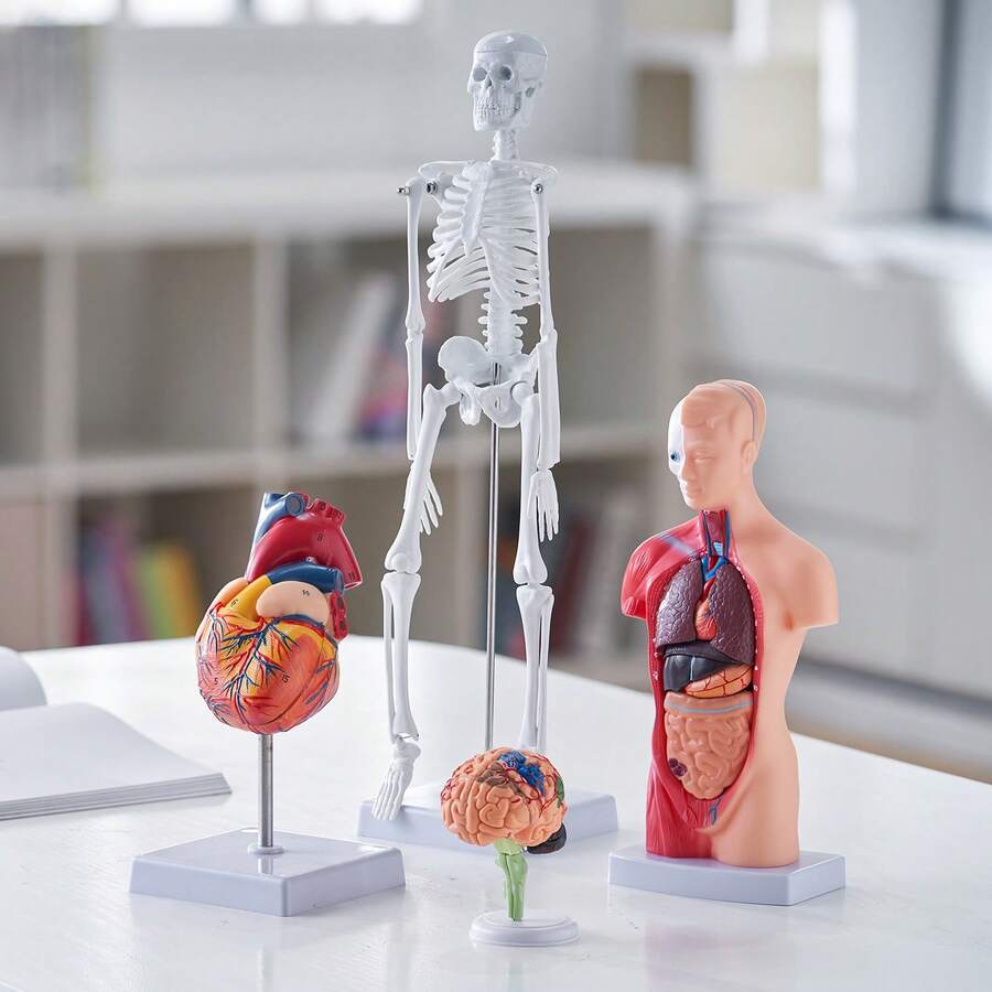 Skeleton Model - 4ç¹ã»ãã - ãã§ãã¯ãã 1