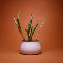 1pc 3D Printed Hydroponic Green Onion Planter, Indoor Kitchen Gardening Equipment - Cultivation Pot - View 4