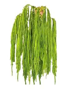 现货热销天然高品质垂挂苋菜,真干花,1 支天然柳枝,是插花、波西米亚风花卉、绿植的理想之选,4 种颜色可选,垂挂珠状仿真枝条,适用于婚礼花束、派对装饰、客厅、卧室、办公室、家居装饰,适合斋月/情人节/音乐节/感恩节/圣诞节/母亲节/周年纪念日等场合作为礼物。 - 彩色 - 查看 16