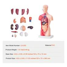 Modèle de squelette - Pièce unique, 15 pièces, 28 cm - Voir 7