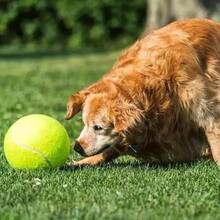 24厘米耐用大型犬网球,橡胶材质,适合大型犬户外玩耍,是互动游戏的理想之选 - 彩色 - 查看 5