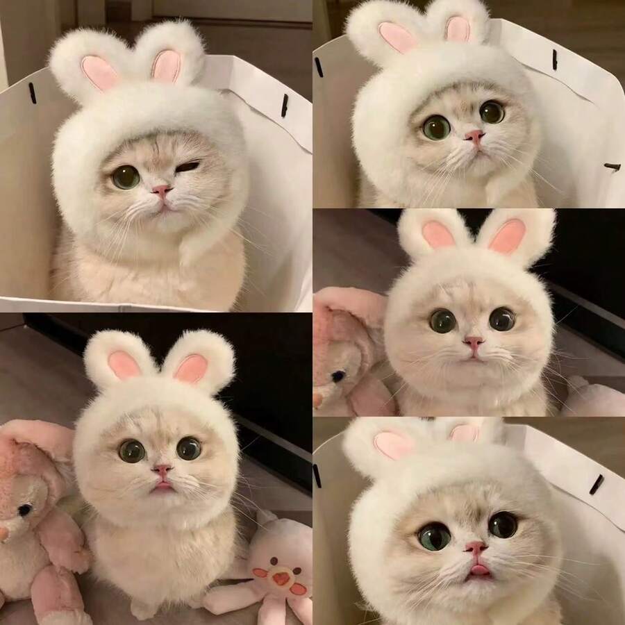 Cute Pet Cat/Dog Hat, Fun Headwear/Head Cover, Cat Stuff, Small Dog, Cat Clothes, Soft Small Pets Headwear, Suitable For Cats And Puppy, Puppy Supplies - Multicolor - View 1