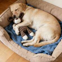 "Người bạn thân mới của cún cưng: Chú gấu bông mềm mại, kêu chíp chíp giúp giảm bớt nỗi lo lắng khi xa chủ" - Nhiều màu - Xem 5