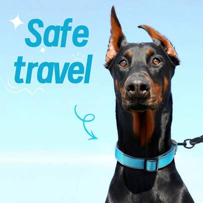 1个反光可调节狗项圈，尼龙扣，适合中小型犬户外训练和玩耍，多种颜色可选