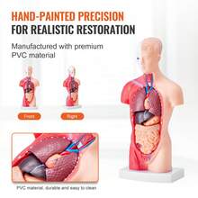 Modèle de squelette - Pièce unique, 15 pièces, 28 cm - Voir 5