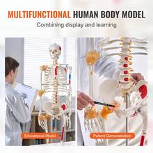 Menschliches Skelett Modell für Anatomie, 182 cm Lebensgröße, Genaues PVC Anatomie Skelett Modell mit Bändern, Beweglichen Armen, Beinen & Kiefer, mit Muskelursprung & Insertionspunkten - 1-teilig, 180 cm - Übersicht 6