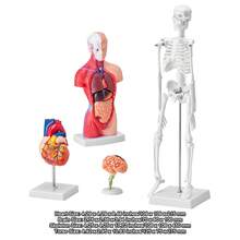 Skeleton Model - 4-piece Set - View 10