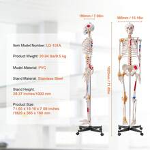 Menschliches Skelett Modell für Anatomie, 182 cm Lebensgröße, Genaues PVC Anatomie Skelett Modell mit Bändern, Beweglichen Armen, Beinen & Kiefer, mit Muskelursprung & Insertionspunkten - 1-teilig, 180 cm - Übersicht 7