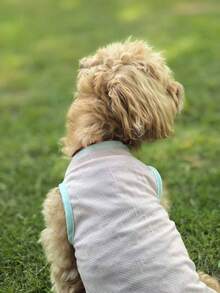 3件装小型犬夏季衬衫背心，男女通用，轻薄柔软凉爽，无袖，适合小型犬穿着 - 彩色 - 查看 8