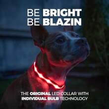 Blazin' Safety LED Dog Collar - USB Rechargeable with Water Resistant Flashing Light Small Red - Rojo - Ver 2